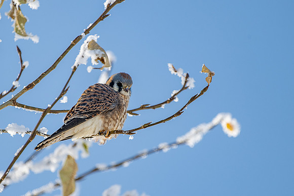 _DSC1838-Kestrel Master