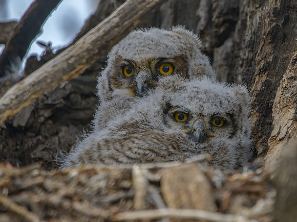 850_2827 Owlets