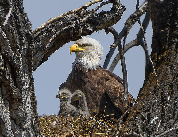 850_9693-NEF_Nesting