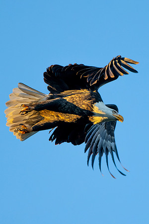 _DSC3459-Wind Beneath My Wings #2