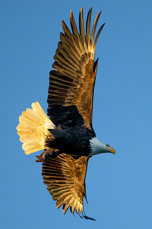 _DSC3460-Wind Beneath My Wings #3