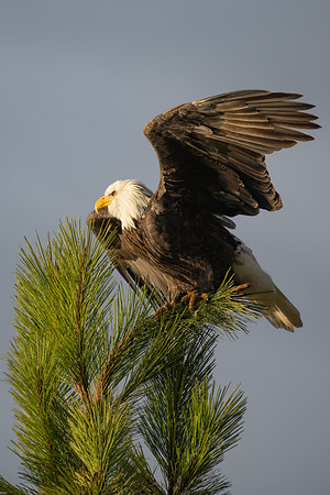 _DSC3809-Take Off #1