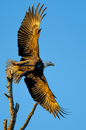_DSC3458-Wind Beneath My Wings #1
