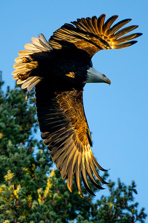 _DSC3463-Wind Beneath My Wings #4