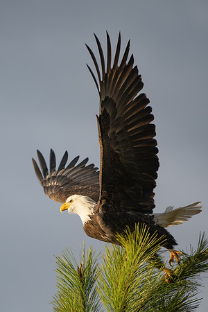 _DSC3811-Take Off #2