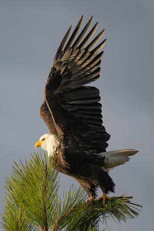 _DSC3810-Take Off #3
