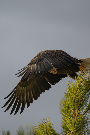 _DSC3812-Take Off #4
