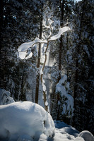 _DSC5327-White as Snow