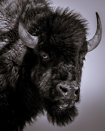 _DSC0115-Tatanka