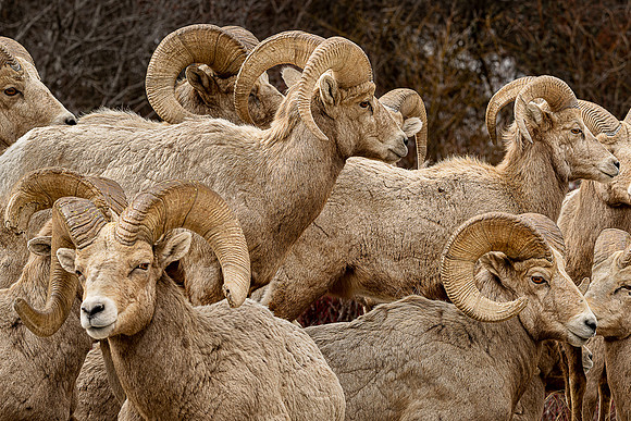 _DSC2388-Big Horn Herd