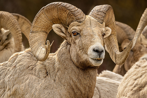 _DSC2588-Big Horn