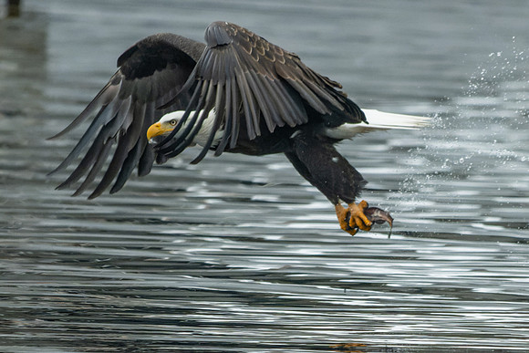 _DSC0776-Winging It