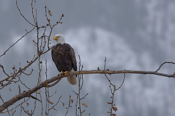 Majestic Eagle #1_9269-3