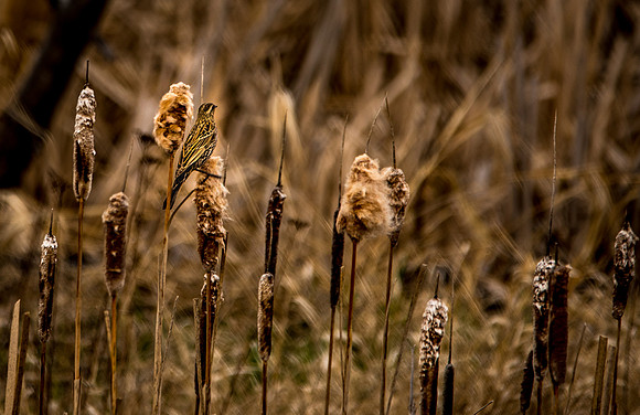 Camouflage _9878-4/25