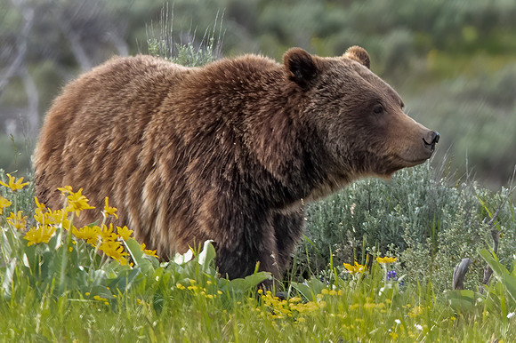 Queen of the Tetons- Grizzly 399#2_2189
