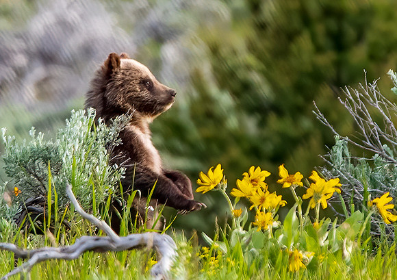 Grizzly Cub_2212