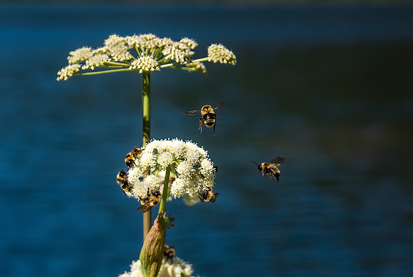 Bees_0684