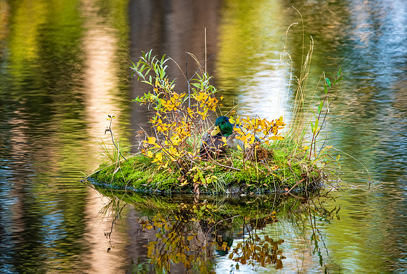 Nesting in Fall Colors_3586-Edit