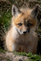_DSC5767-Fox kit