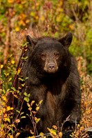 850_2992-Fall Bear