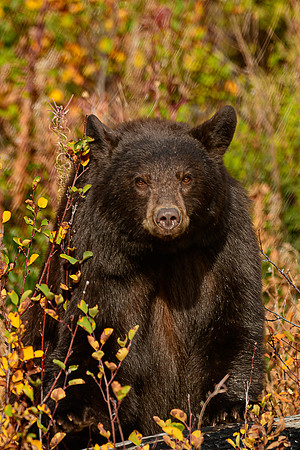 850_2992-Fall Bear