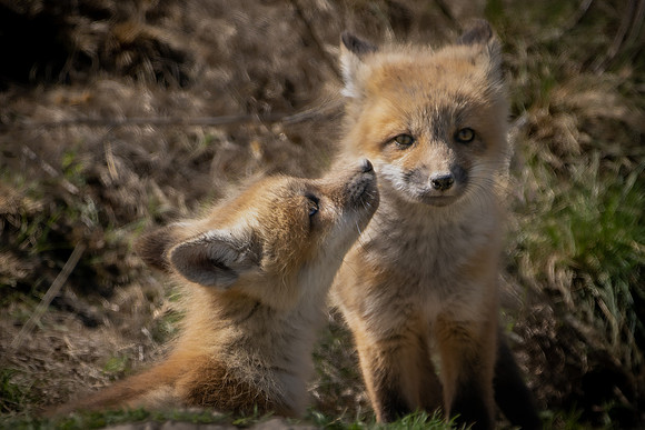 _DSC5847-Kits