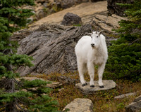 _DSC1505-The Goat