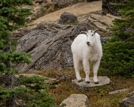 _DSC1505-The Goat