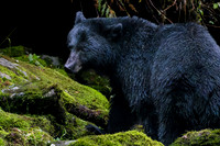 _DSC4542-Black Bear