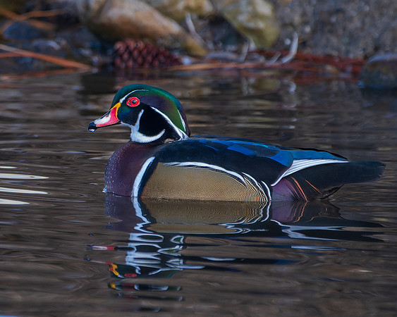 _DSC9949-Wood Duck -1