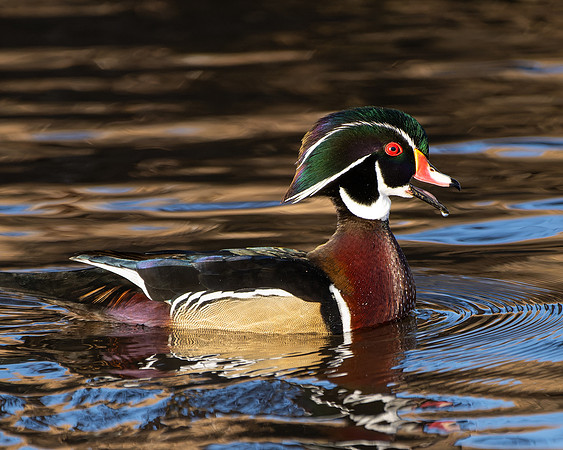 _DSC2332-Wood Duck-2