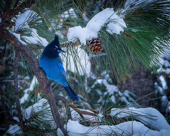 _DSC5917-Stellar Jay