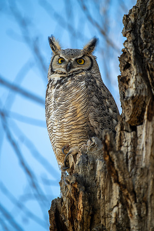 _DSC5259-Great Horned Owl