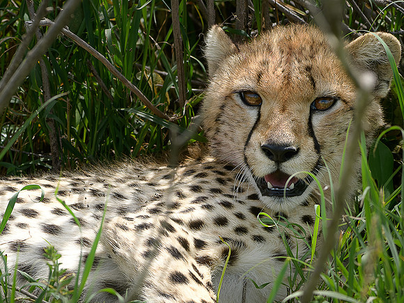 850_4635-NEF Resting Cheetah