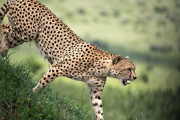 850_7938 Master Cheetah on the move