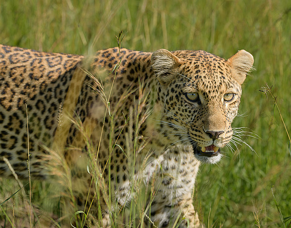 850_6382-NEF Leopard
