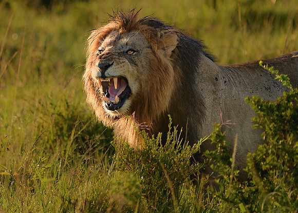 850_5587-Master Lion King