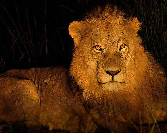 850_5320-Master The Lion King