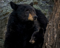 _DSC2532-Mom's Protection_NEF_4x5
