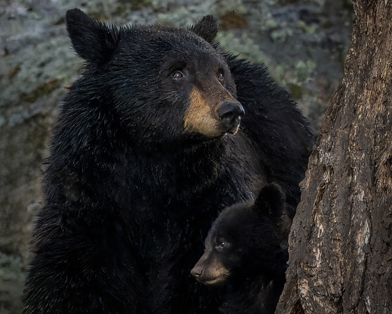 _DSC2532-Mom's Protection_NEF_4x5