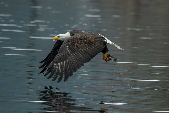 _DSC0784-Determination-1