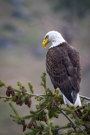 _DSC8492-Respectfully