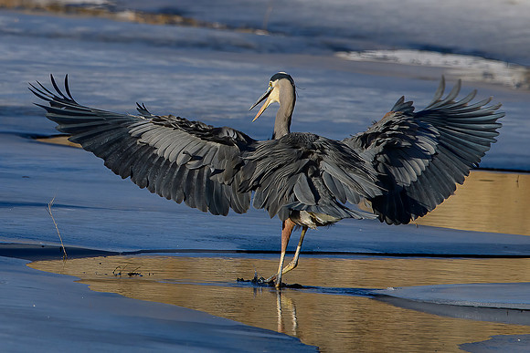 Great Blue Heron_9458