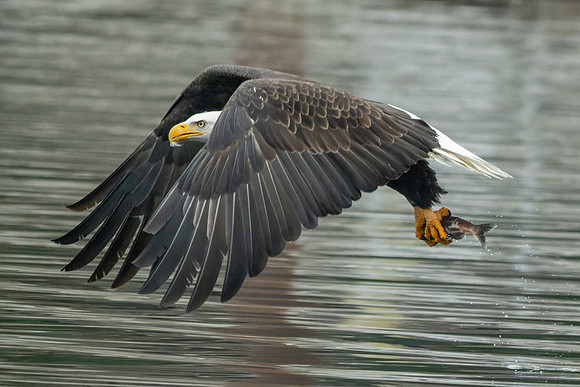 _DSC0782-Determination-2