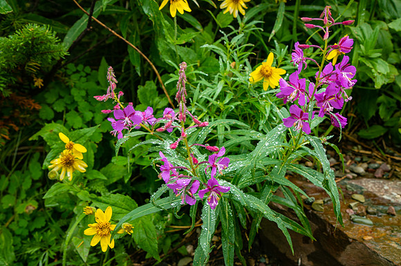 Fireweed