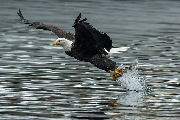 _DSC0775-The Catch